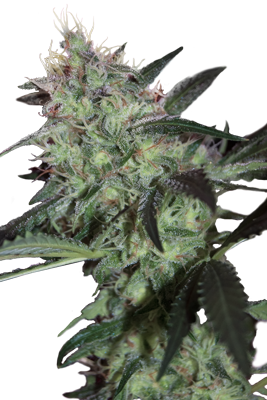 SUPER DIESEL - 5 UNDS. (SEED MAKERS) - Todos los Productos - Root Catalog