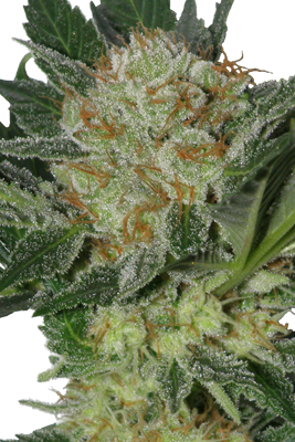 WIDOW - 5 UNDS. (SEED MAKERS) - Todos los Productos - Root Catalog