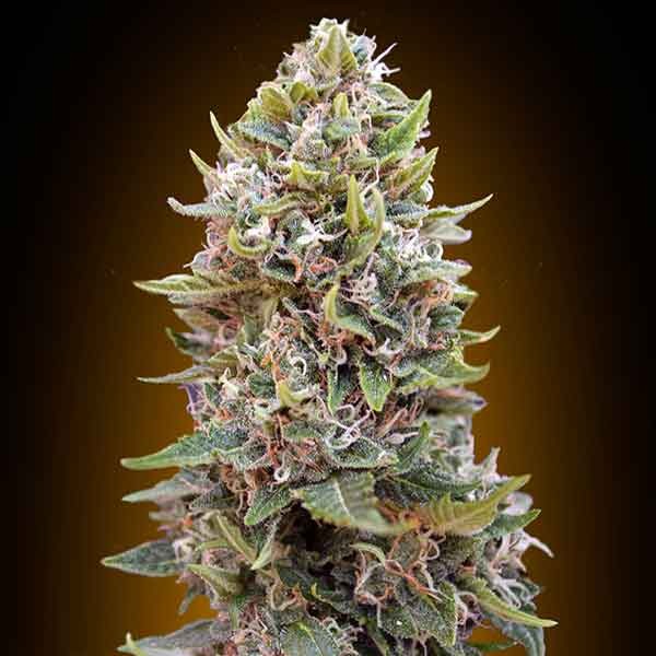 Auto Chesse Berry - 5 seeds - Todos los Productos - Root Catalog