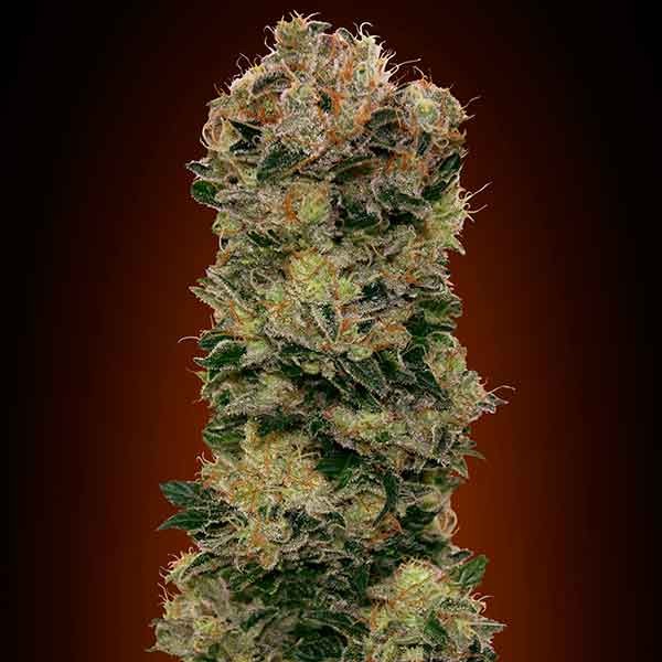 Auto Sweet Soma - 5 seeds - Todos los Productos - Root Catalog