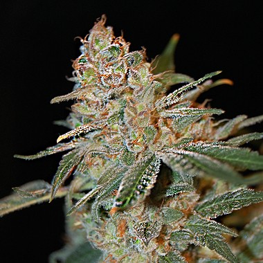  The Nordle (Afghanskunk)  -  15 Seeds - Todos los Productos - Root Catalog