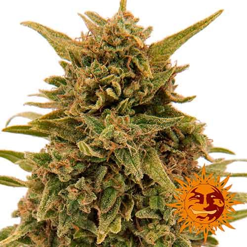 BLUEBERRY OG - Todos los Productos - Root Catalog