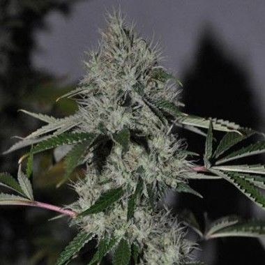 Chem4 Og  - 6 seeds - Todos los Productos - Root Catalog