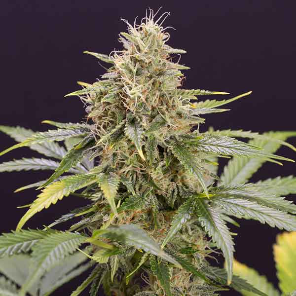 Chocolate Mint OG Auto - Todos los Productos - Root Catalog