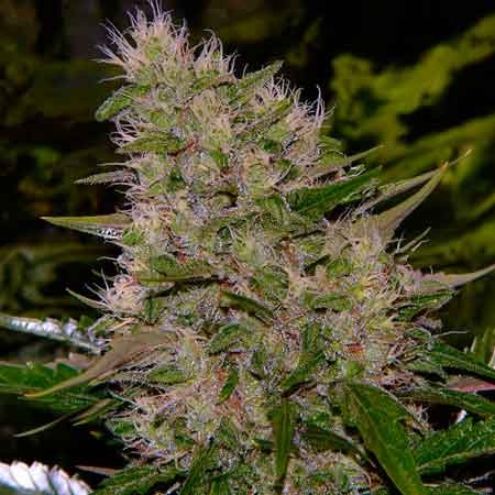 Critical Mass - 15 seeds - Todos los Productos - Root Catalog