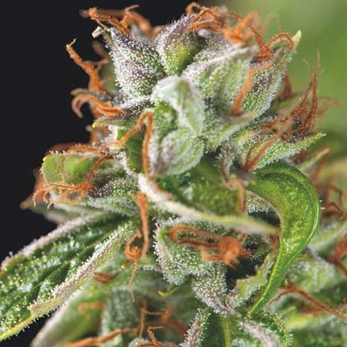 Double OG Haze  - Todos los Productos - Root Catalog