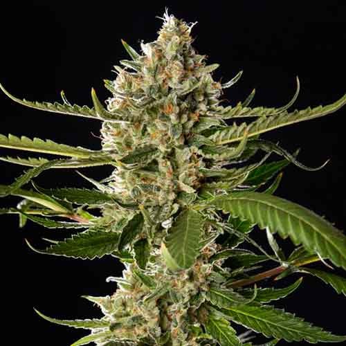 Lemon OG Candy - Todos los Productos - Root Catalog