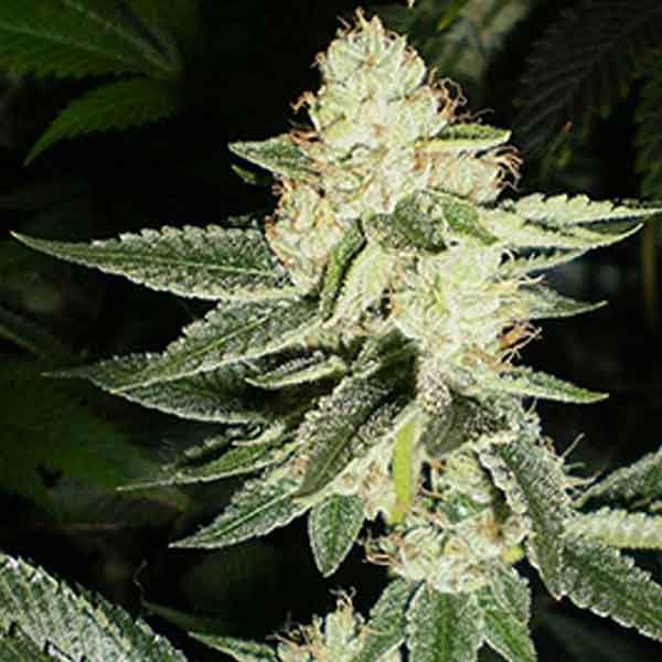 Louis XIII OG - 6 Seeds - Todos los Productos - Root Catalog
