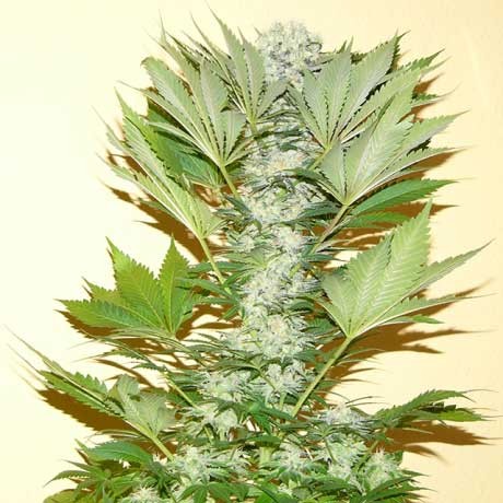 Misty Kush Fem 5 Seeds - Todos los Productos - Root Catalog