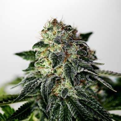 Mystic Cookie Express - 5 seeds - Todos los Productos - Root Catalog