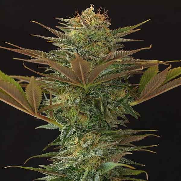 Nl5 X Afghan - 15 seeds - Todos los Productos - Root Catalog