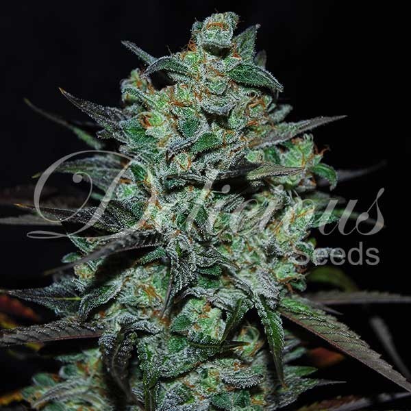 Northern Light Blue THC-FREE - Todos los Productos - Root Catalog
