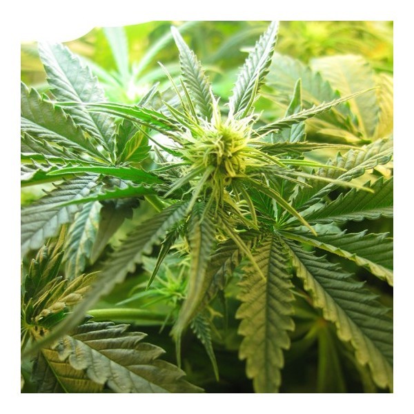 NORTHERN LIGHT FEM 5 SEEDS - Todos los Productos - Root Catalog