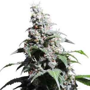 Pineapple Poison - Todos los Productos - Root Catalog