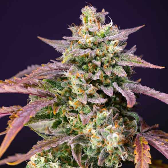 Purple Punch OG XL Auto - Todos los Productos - Root Catalog