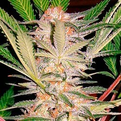 S.A.D. Sweet Afghan Delicious S1 - Todos los Productos - Root Catalog