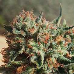 Sapphire OG - Todos los Productos - Root Catalog