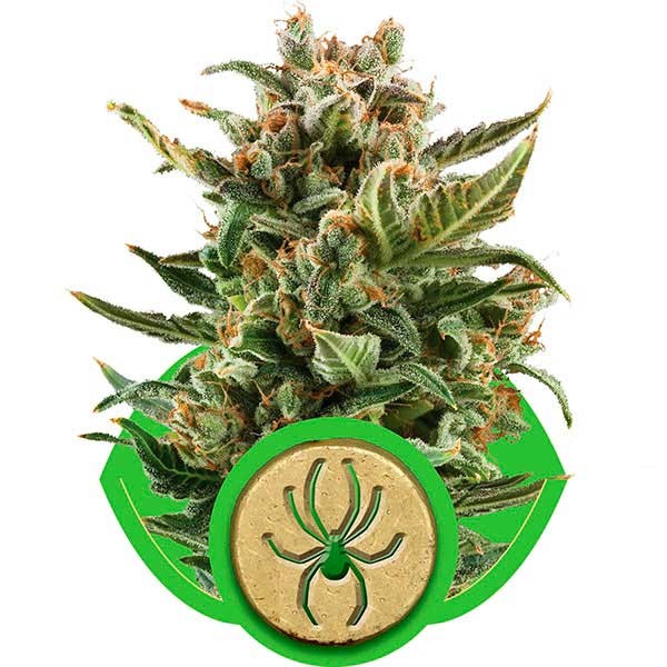 White Widow Automatic - Todos los Productos - Root Catalog