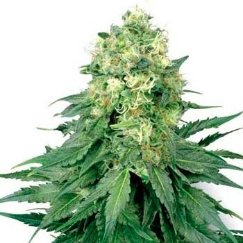 WHITE WIDOW FEM (WHITE LABEL) - Todos los Productos - Root Catalog