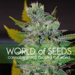 Space - 12 seeds