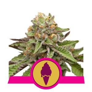 Stress Killer Automatic Semillas de Marihuana - Royal Queen Seeds