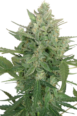 LOWDWARF AUTO - 5 UNDS. (SEED MAKERS) - Все продукты - Root Catalog