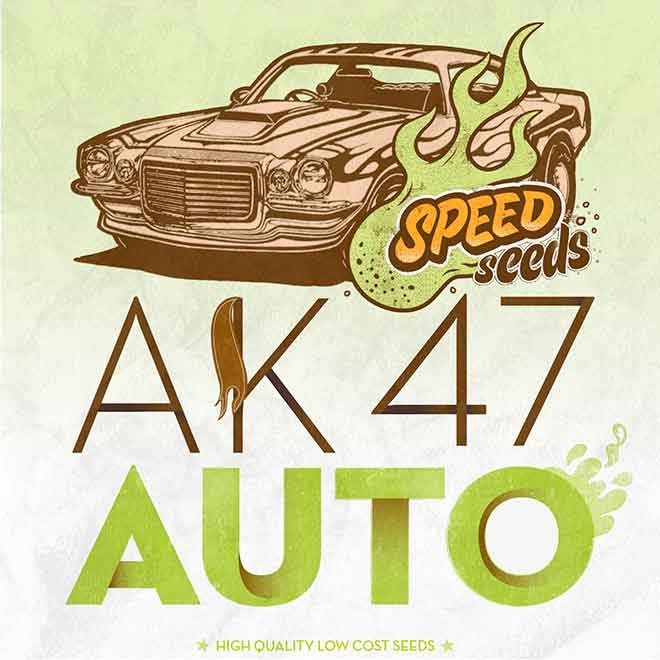 AK 47 AUTO (SPEED SEEDS) - Все продукты - Root Catalog