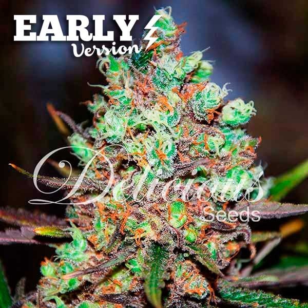 COTTON CANDY KUSH EARLY VERSION - Все продукты - Root Catalog