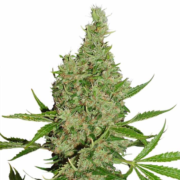 White Widow x The Ultimate - Все продукты - Root Catalog