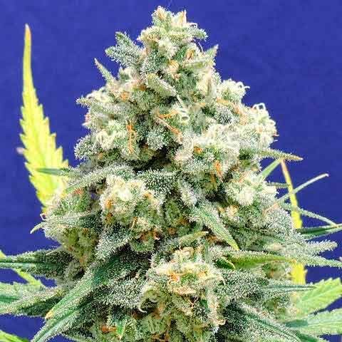WHITE CRITICAL - Alle Produkte - Root Catalog