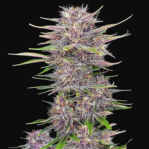 Banana Purple Punch Auto - Alle Produkte - Root Catalog