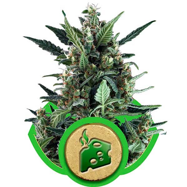 Blue Cheese Automatic - Alle Produkte - Root Catalog