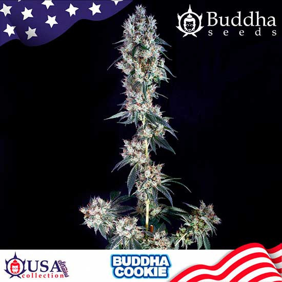 BUDDHA COOKIE - Alle Produkte - Root Catalog