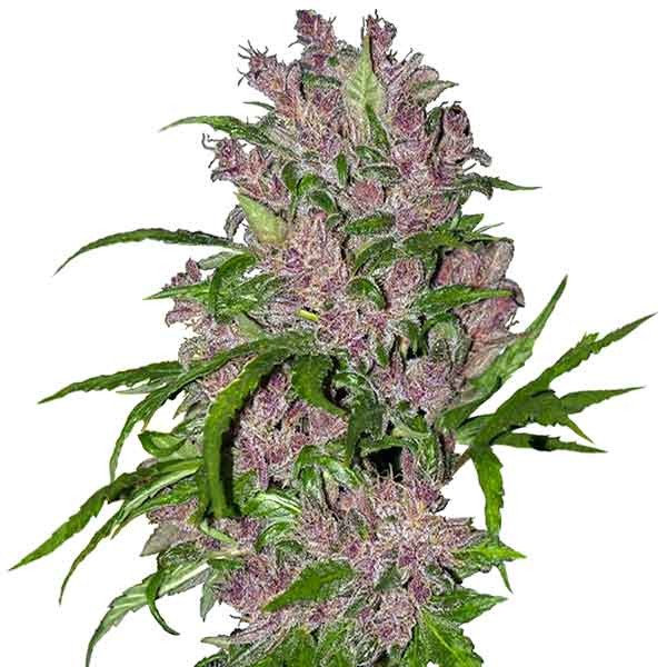 Purple Bud Automatic (White Label) - Alle Produkte - Root Catalog