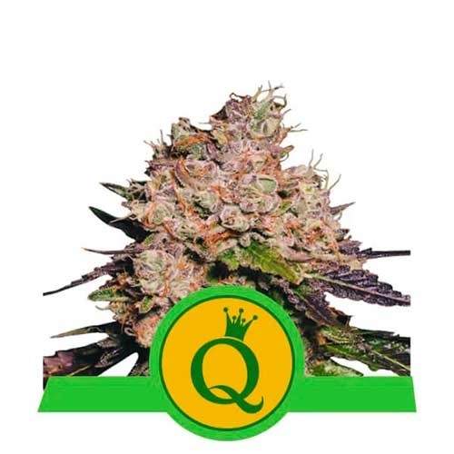 Purple Queen Automatic - Alle Produkte - Root Catalog