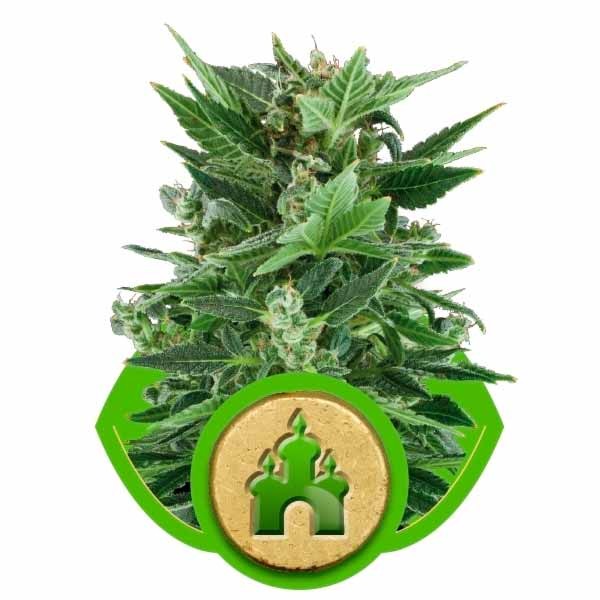 ROYAL KUSH AUTOMATIC - Alle Produkte - Root Catalog