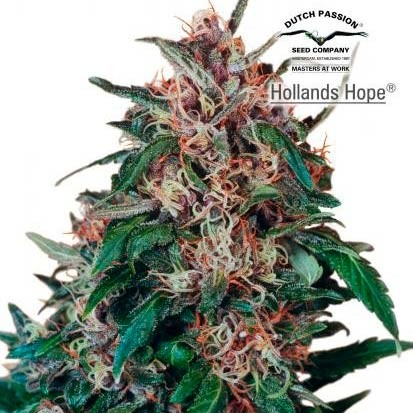 Hollands Hope - 10 seeds regular (Dutch Passion) - Tous les Produits - Root Catalog