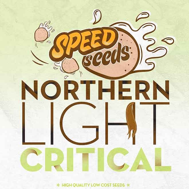 NORTHERN LIGHT X CRITICAL - Tous les Produits - Root Catalog