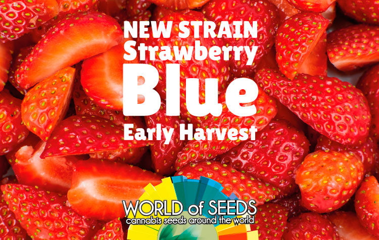 STRAWBERRY BLUE EARLY HARVEST